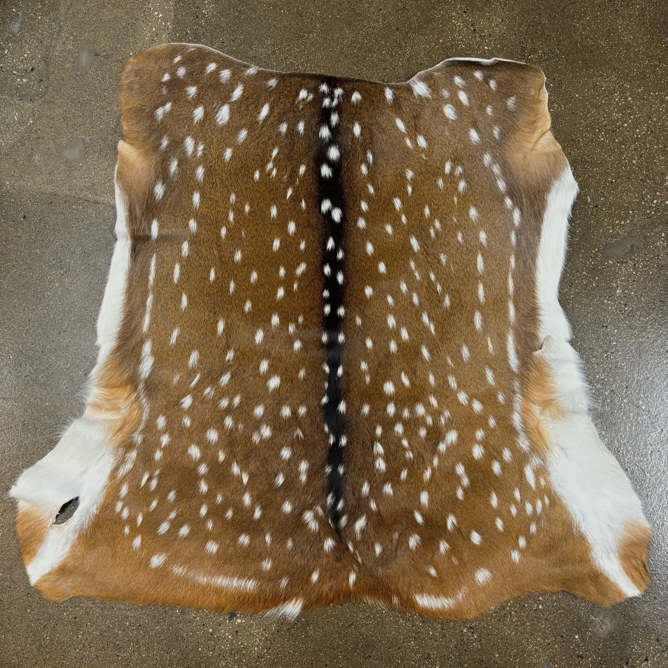 Axis Deer Hide | Grade 1 & Extra Large