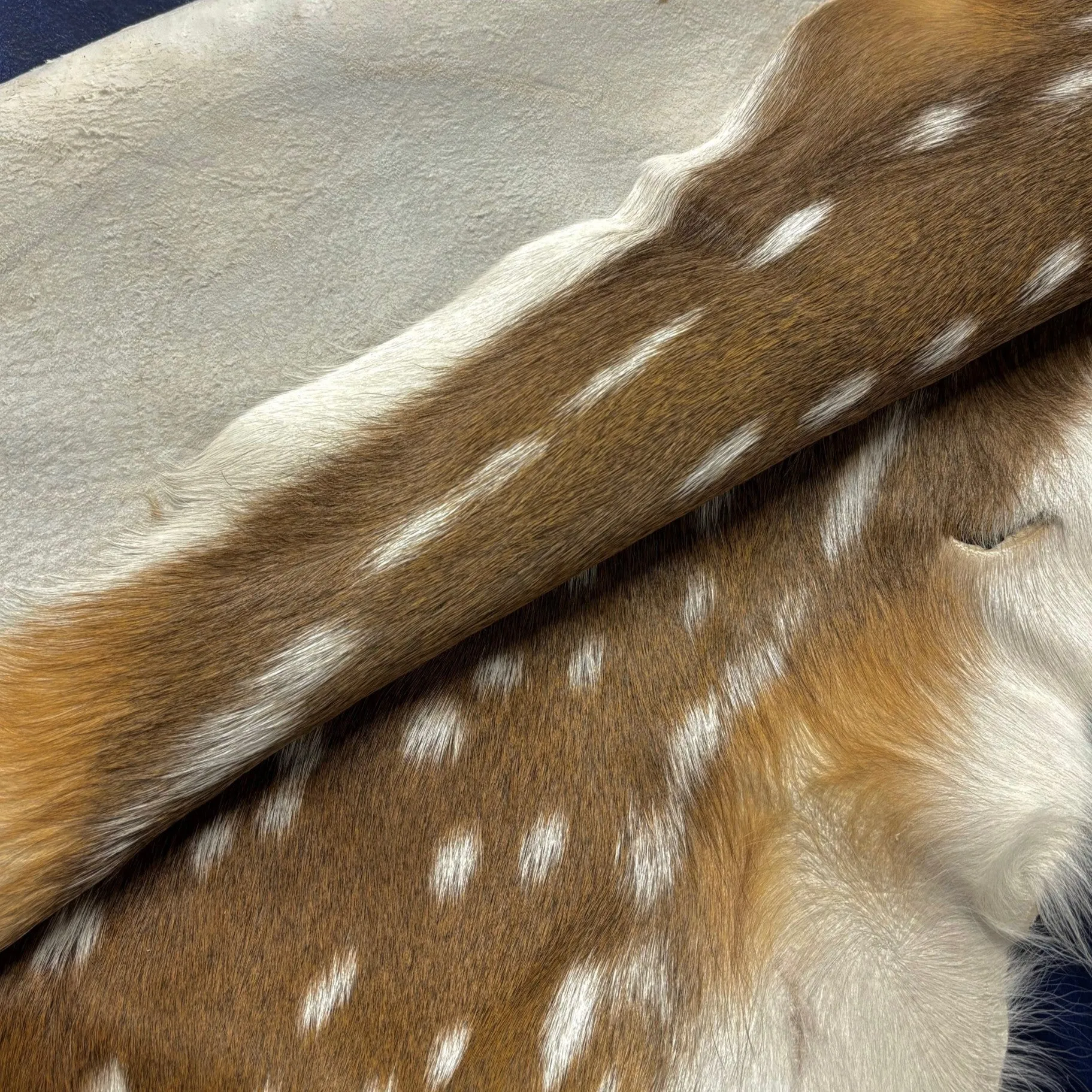 Axis Deer Hide | Grade 1 & Extra Large